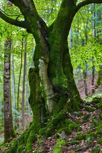 Bosque Encantado Con Piedras Rocas Árboles Cubiertos Musgo Verde Vibrante — Foto de Stock