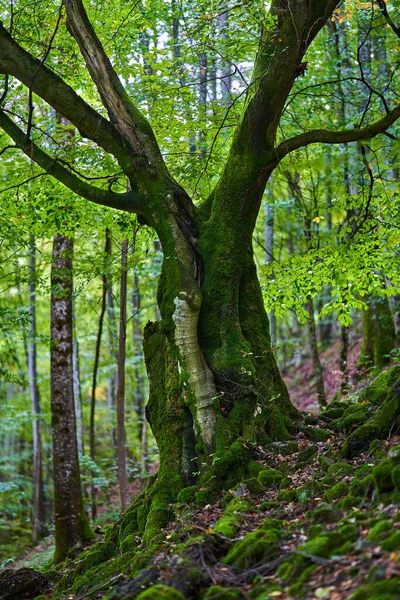 Зачарованный Лес Камнями Валунами Деревьями Покрытыми Ярко Зеленым Мхом — стоковое фото