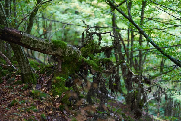 緑の苔で覆われた石 岩や木で魅惑的な森 — ストック写真