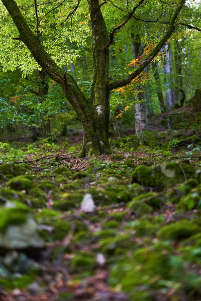 Μαγεμένο Δάσος Πέτρες Ογκόλιθους Και Δέντρα Καλυμμένα Ζωντανά Πράσινα Βρύα — Φωτογραφία Αρχείου