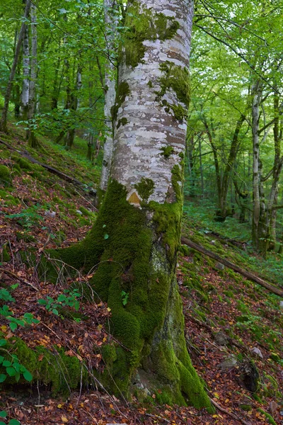 Betoverd Bos Met Stenen Rotsblokken Bomen Bedekt Met Levendig Groen — Stockfoto