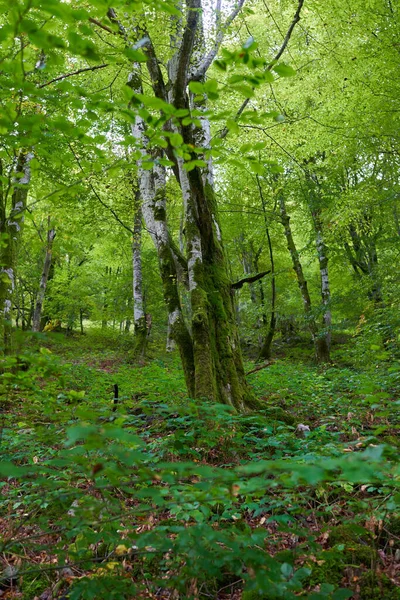 Floresta Encantada Com Pedras Pedras Árvores Cobertas Musgo Verde Vibrante — Fotografia de Stock