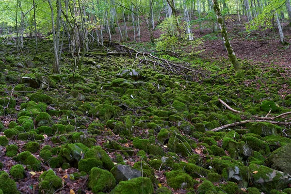 Betoverd Bos Met Stenen Rotsblokken Bomen Bedekt Met Levendig Groen — Stockfoto