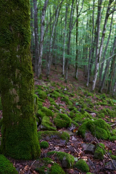 Förtrollad Skog Med Stenar Stenblock Och Träd Täckta Levande Grön — Stockfoto