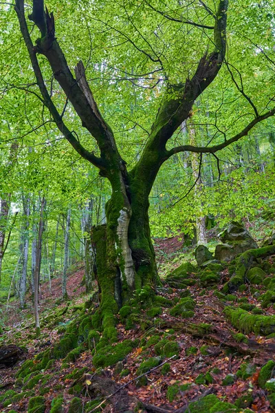 Betoverd Bos Met Stenen Rotsblokken Bomen Bedekt Met Levendig Groen — Stockfoto