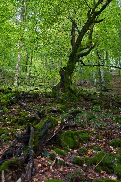 Betoverd Bos Met Stenen Rotsblokken Bomen Bedekt Met Levendig Groen — Stockfoto
