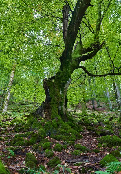 Förtrollad Skog Med Stenar Stenblock Och Träd Täckta Levande Grön — Stockfoto