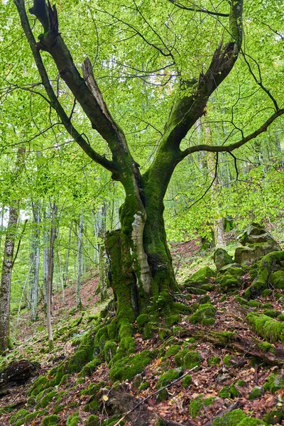 Förtrollad Skog Med Stenar Stenblock Och Träd Täckta Levande Grön — Stockfoto