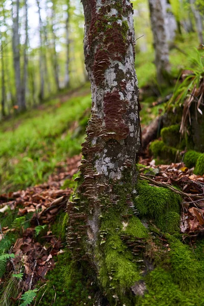 Floresta Encantada Com Pedras Pedras Árvores Cobertas Musgo Verde Vibrante — Fotografia de Stock