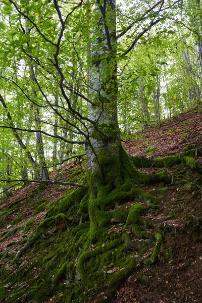 Betoverd Bos Met Stenen Rotsblokken Bomen Bedekt Met Levendig Groen — Stockfoto