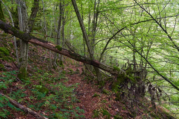 Forêt Enchantée Avec Des Pierres Des Rochers Des Arbres Couverts — Photo