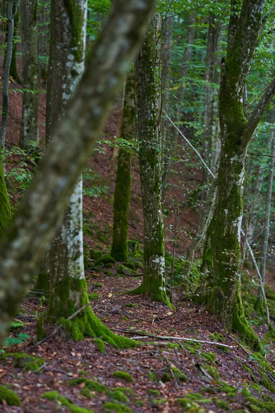 Bosque Encantado Con Piedras Rocas Árboles Cubiertos Musgo Verde Vibrante Fotos De Stock Sin Royalties Gratis