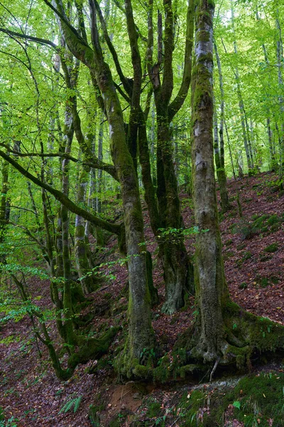Μαγεμένο Δάσος Πέτρες Ογκόλιθους Και Δέντρα Καλυμμένα Ζωντανά Πράσινα Βρύα Φωτογραφία Αρχείου