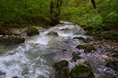 Büyülü bir ormanda akan yosun kaplı kayalar
