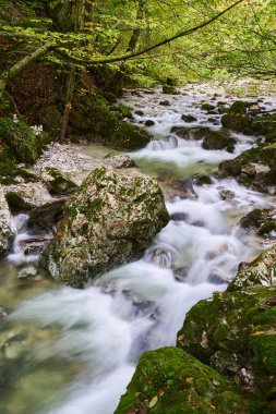 Büyülü bir ormanda akan yosun kaplı kayalar