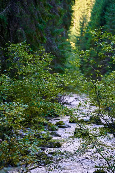 River Flowing Enchanted Forest Moss Covered Boulders — Stock Photo, Image