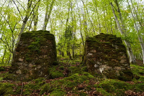 Forêt Enchantée Avec Des Pierres Des Rochers Des Arbres Couverts — Photo