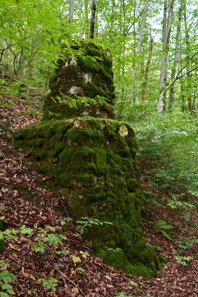 Betoverd Bos Met Stenen Rotsblokken Bomen Bedekt Met Levendig Groen — Stockfoto