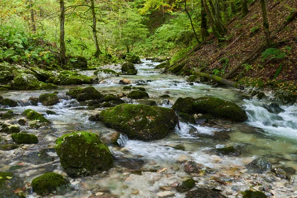 Fluss Fließt Einem Verzauberten Wald Mit Moosbedeckten Felsbrocken — Stockfoto