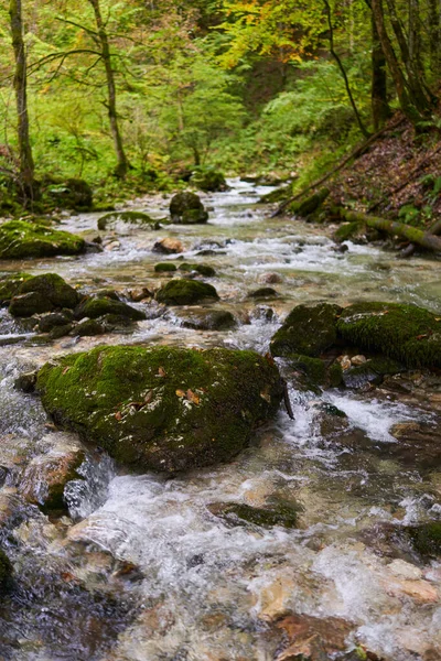 河流流过迷人的森林 上面覆盖着苔藓卵石 — 图库照片