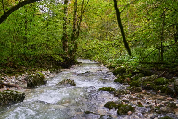 Rzeka Płynąca Zaczarowanym Lesie Mchem Pokrytym Głazami — Zdjęcie stockowe