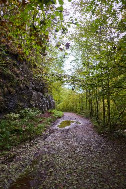 Yağmurdan sonra yemyeşil ormanda toprak yol