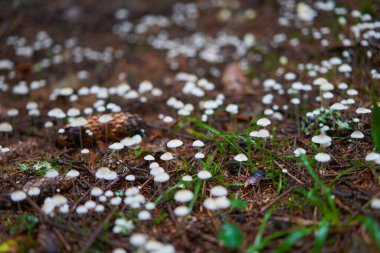 Yağmurdan sonra, eski bir ormanda parazit mantarlarına yaklaşıyoruz.