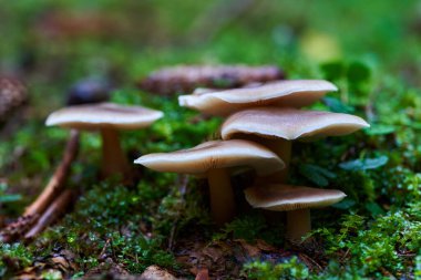 Yağmurdan sonra, eski bir ormanda parazit mantarlarına yaklaşıyoruz.