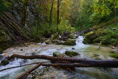 Nehir, yemyeşil bir bitki örtüsüyle dağdaki bir kanyondan hızla geçer.