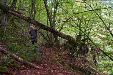 Tecrübeli bir yürüyüşçü, bir yürüyüş parkurunda eski bir yemyeşil ormanda yol alıyor.