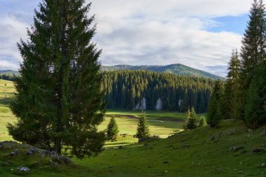 çam ormanlarının içinde kaplı dağları ile peyzaj