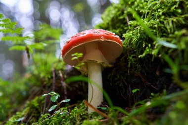Sinek mantarı, Amanita muscaria, ormandaki yosunlarda zehirli mantar.