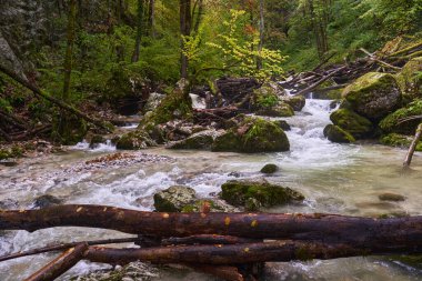Nehir, yemyeşil bir bitki örtüsüyle dağdaki bir kanyondan hızla geçer.