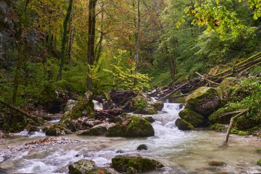 Nehir, yemyeşil bir bitki örtüsüyle dağdaki bir kanyondan hızla geçer.