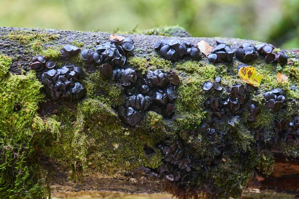 Jamur Parasit Coklat Gelap Pohon Tumbang Dengan Lumut — Stok Foto