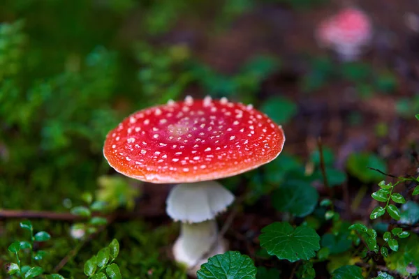 アガリ アマニタ ムスカリア 森の苔の毒キノコを飛ぶ — ストック写真