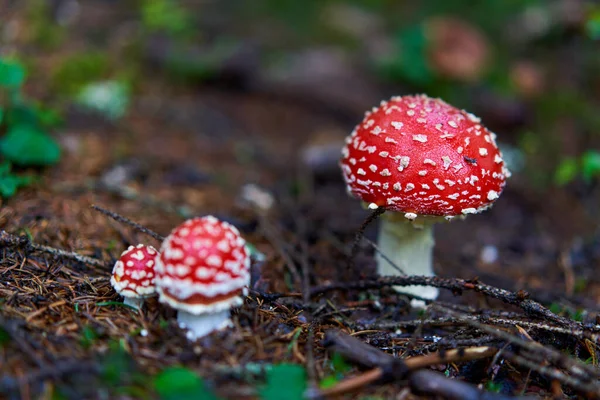 アガリ アマニタ ムスカリア 森の苔の毒キノコを飛ぶ — ストック写真