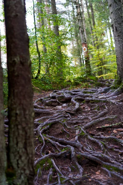 緑豊かな森の中の木から突き出た根を持つ風景 — ストック写真