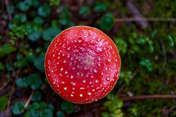 Fly Agaric Amanita Muscaria Poisonous Mushroom Moss Forest — Stock Photo, Image