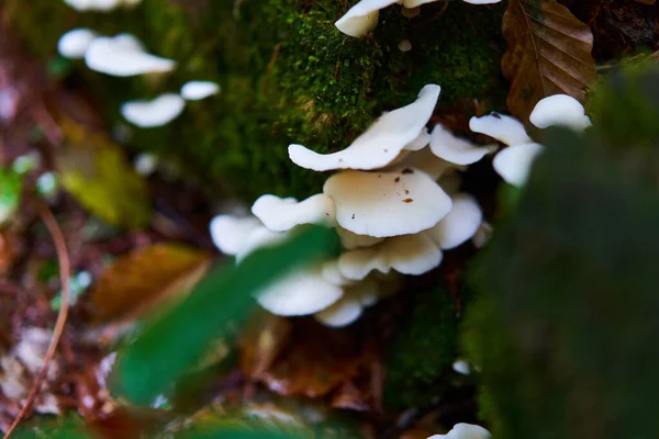 Closeup Parasite Mushrooms Old Forest Rain — Stock Photo, Image