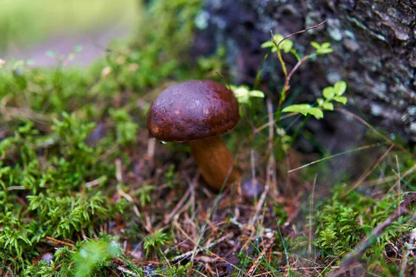 Close Van Parasiet Paddenstoelen Een Oud Bos Regen — Stockfoto