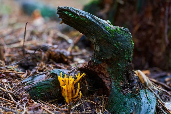 Närbild Parasitsvamp Gammal Skog Efter Regn — Stockfoto