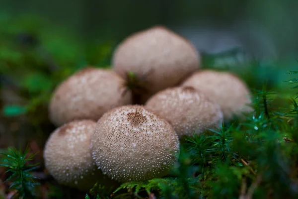 Yağmurdan sonra, eski bir ormanda parazit mantarlarına yaklaşıyoruz.