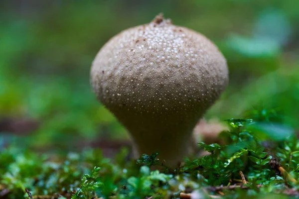 Gros Plan Champignons Parasites Dans Une Vieille Forêt Après Pluie — Photo