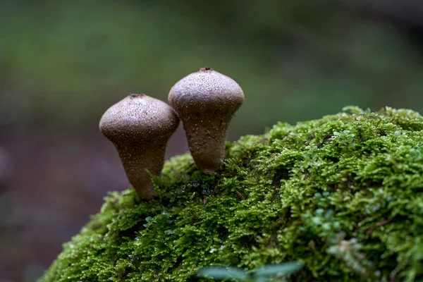 Gros Plan Champignons Parasites Dans Une Vieille Forêt Après Pluie — Photo