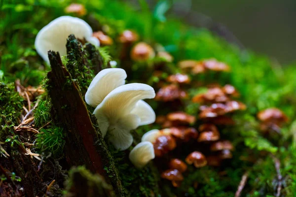 Gros Plan Champignons Parasites Dans Une Vieille Forêt Après Pluie — Photo