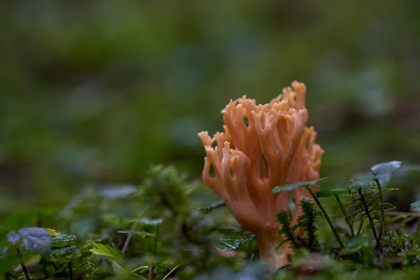 Closeup Cogumelos Parasitas Uma Floresta Velha Depois Chuva — Fotografia de Stock