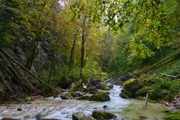 Rzeka Płynie Przez Kanion Górach Bujną Roślinnością — Zdjęcie stockowe