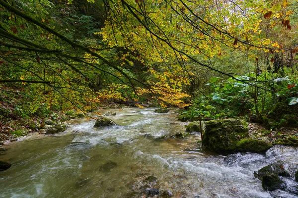 Nehir Yemyeşil Bir Bitki Örtüsüyle Dağdaki Bir Kanyondan Hızla Geçer — Stok fotoğraf