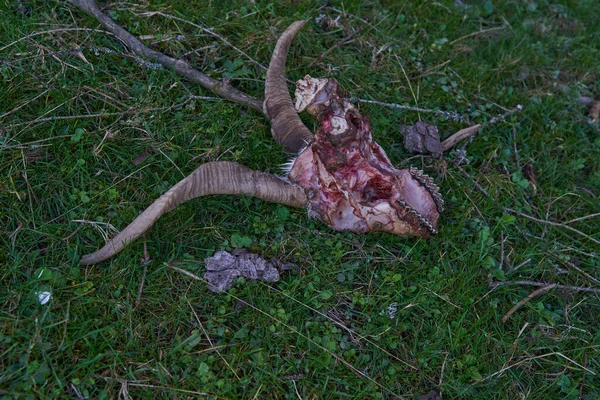 Dağlardaki Çimlerin Üzerinde Yırtıcılar Tarafından Öldürülmüş Bir Dağ Keçisinin Kafatası — Stok fotoğraf